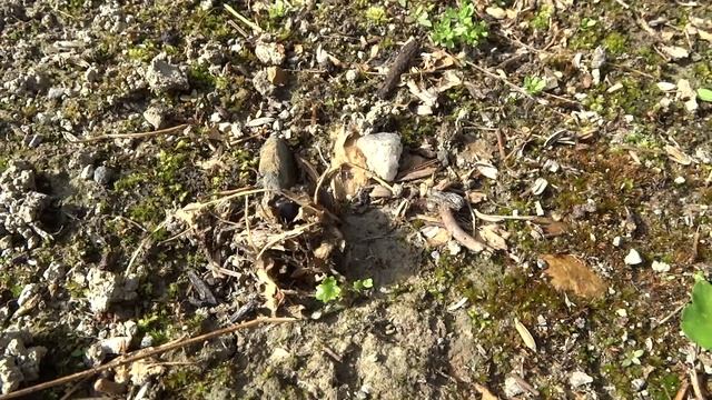 絶滅危惧種　マルダイコクコガネ смотреть онлайн