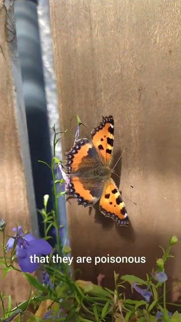 Small tortoiseshell butterfly, beautiful and lethal смотреть онлайн