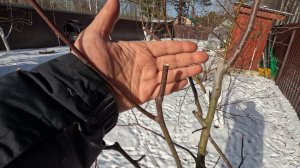 Весенняя обрезка молодых груш. Что делать с острыми углами на плодовых деревьях. Сезон 2025г.