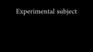 Гуляя, как динозавры: куры с искусственными хвостами
