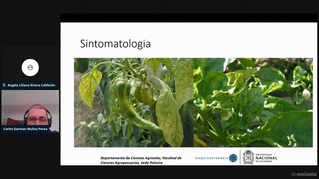 Webinar ASCOLFI | Obtención Cultivares de Capsicum spp. Resistentes a Phytophthora capsici Leonian смотреть онлайн