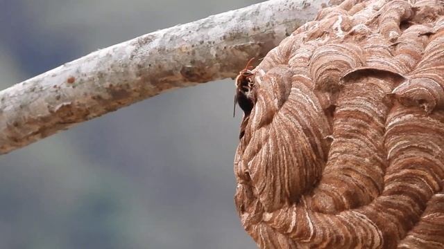 20210522漂亮的黑腹虎頭蜂蜂巢