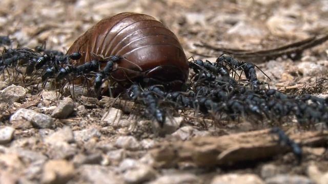 Working Ants In Kaeng Krachan Nationalpark Thailand