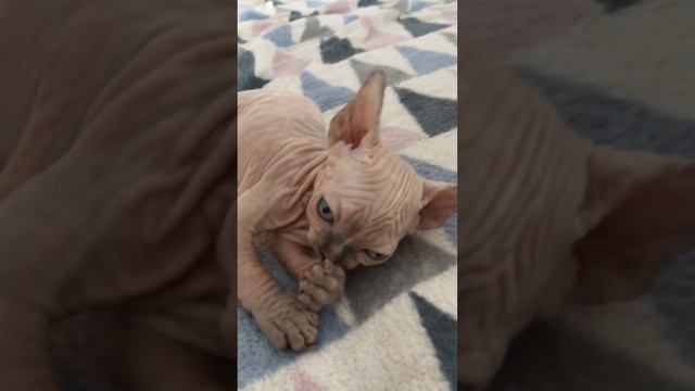 Свободная девочка, котёнок канадского сфинкса, др 08.05.2024, вопросы/бронь ✍️📲+79312504100