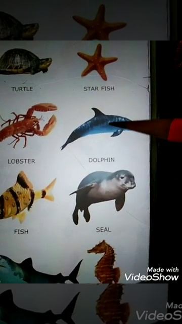 Names of Water Animals смотреть онлайн