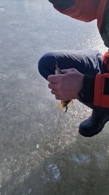 Ловля окуня с помощью паноптикс ручной работы!!! #рыбалкасольда #зимняярыбалка #фишмир #паноптикс смотреть онлайн