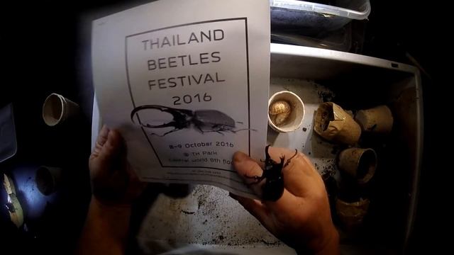 Xylotrupes gideon siamensis - Will they be ready for the Beetle Festival in Bangkok? смотреть онлайн