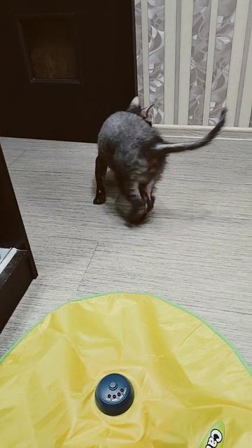 Цезарёнок Домовёнок. Москва