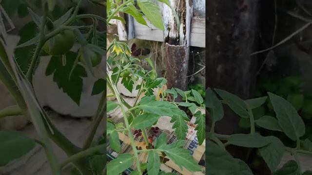 Сад цветет.