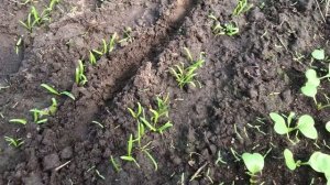 В парнике завелись вредители / борьба 🇺🇦 (24.03.22)