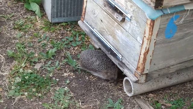 Пришел ёжик смотреть онлайн