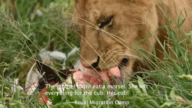 Lion Hunt Flamingo #lions #hunt #flamingo #trending #viralvideos #mara #trend #royalmigrationcamp