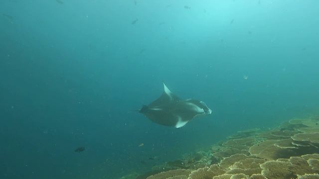 Манта наоборот