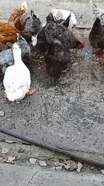 Delicacies For Chickens And Ducks #chickenlife #chicken #duck #chickenfarmer #ruralchicken #animals
