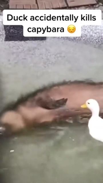 Капибара нееет🥲 #fyp #op #капибара #гусь
