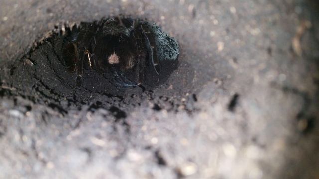 Pamphobeteus sp taking down Roach 2