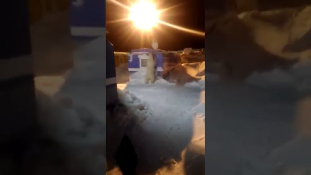 Белый медведь на базе смотреть онлайн