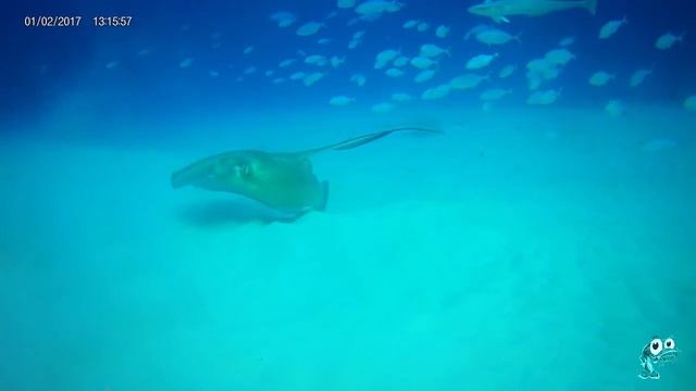 Dancing with Stingrays смотреть онлайн