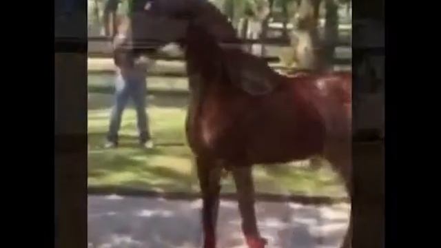 арабские скакуны смотреть онлайн