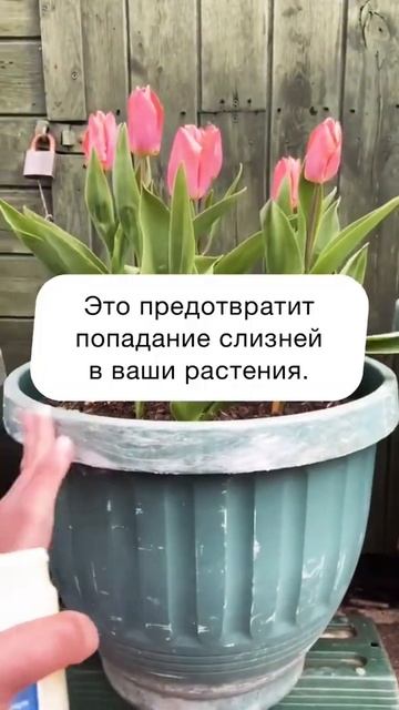 А как вы относитесь к 🐌? #огород #сад #дача #дачныйлайфхак #слизень смотреть онлайн