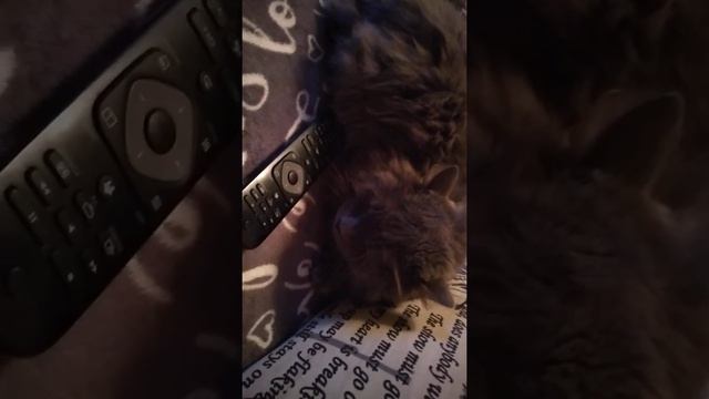Кот от леди дианы 2 за 1рубль