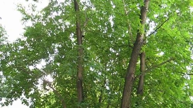 спасение кота (анонс) смотреть онлайн