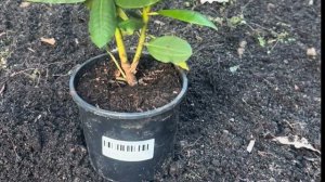 Рододендроны посадка и уход. Подобрала морозостойкие и вечнозеленые сорта рододендронов.