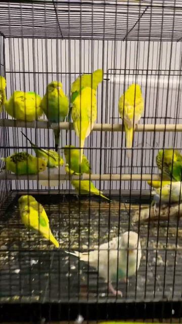 Exotic exhibition anathapur #funtime #animallover #kidsgames #chilled смотреть онлайн