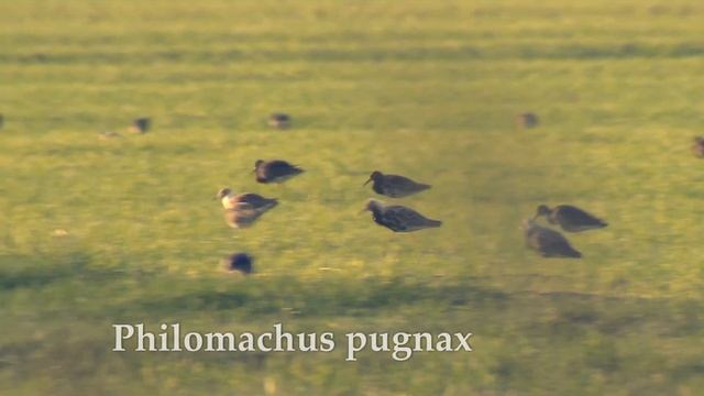 Philomachus pugnax смотреть онлайн