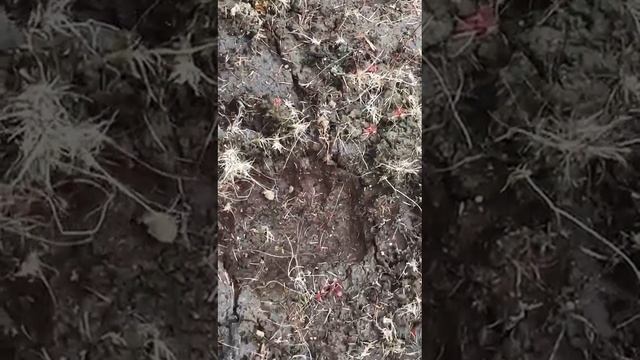 медвежья тропа смотреть онлайн