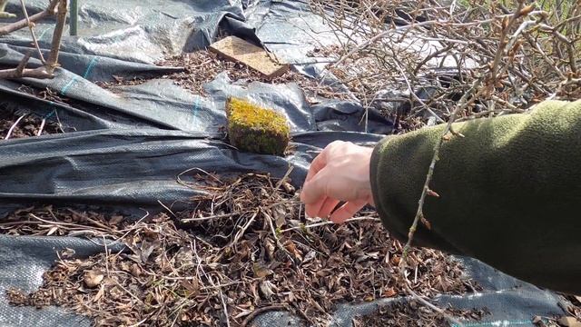 March Allotment Tour 2021 - Extending the fruit cage, sowing seeds, preparing for spring смотреть онлайн