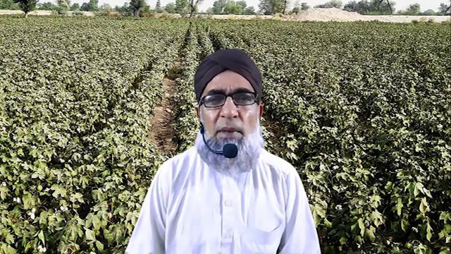 Which herbicide is better for grassy weeds in cotton || Crop Reformer смотреть онлайн