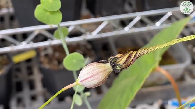 Plant Profile- Ceropegia Thailandica - Ep91 смотреть онлайн