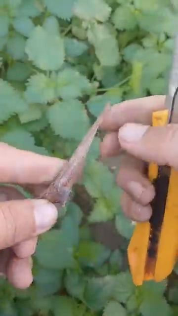 Прививка винограда