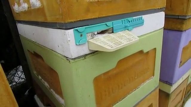 дальневосточная пчела после перевода пчел на ячейку 4,9 мм , часть 2 ( обновление ) 22.02.2025 смотреть онлайн