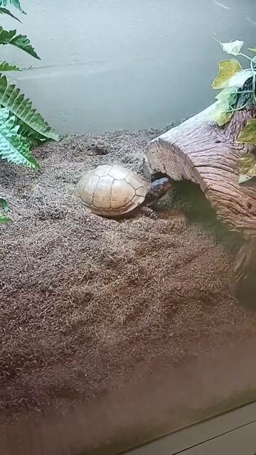 I found this cool looking turtle in a museum смотреть онлайн