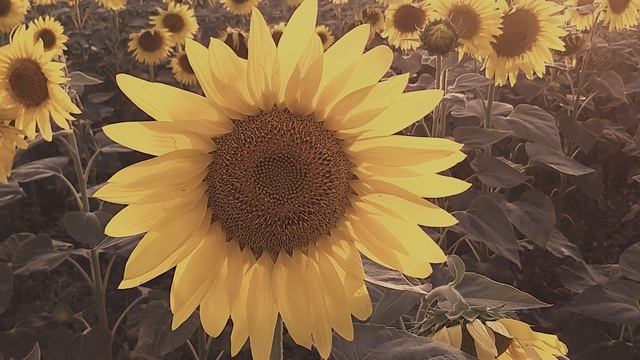 Jake Delia | Dancing Flowers (2021)