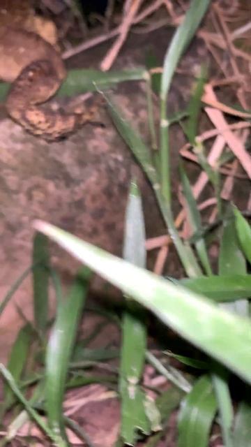 Toad Frog Funny & Voice #shorts #virallife #rainfrog #animal #wildlife #viral #life #video #voice