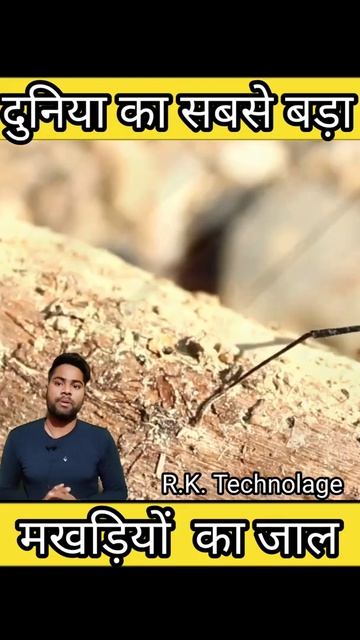 क्यों बनाया मखड़ियो ने इतना बड़ा जाल जानिए || मखडियो ने केसे अपनी जान बचाई #australia #shorts#spide смотреть онлайн