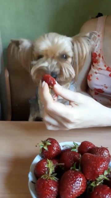 Собака кушает клубнику )) смотреть онлайн