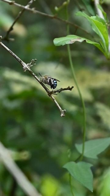 A blue banded bee in slow motion attempts to clean itself while clinging to a plant stem #bee#insec смотреть онлайн