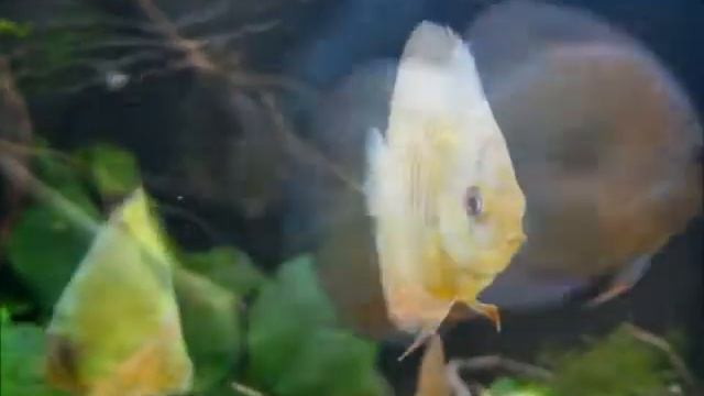 Leopard discus смотреть онлайн