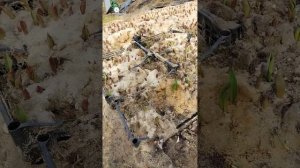 Выращивает луковицу тюльпан из детки.