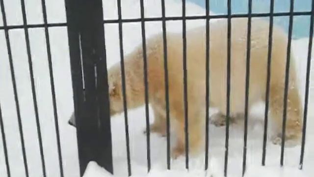 Шилка встречает гостей. 17.01.15 смотреть онлайн