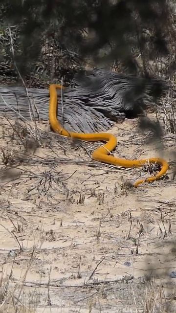 cape cobra #wildlife #viral #youtubeshorts #youtubeshorts #sigma #aimanga #trending #ytshorts смотреть онлайн