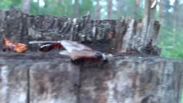 Лет с пня  Camponotus ligniperda.mpg