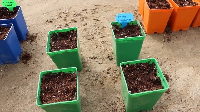 Sowing Mina lobata vine seeds at home | Happy Plants смотреть онлайн