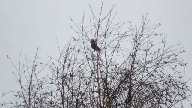 Апрельские ветра в Сибири\April winds in Siberia смотреть онлайн