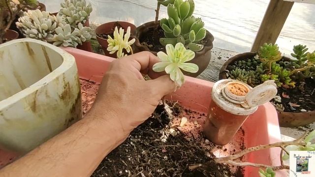 Aeonium Castello Paivae Variegato REPRODUCCIÓN Y CARACTERISTICAS #suculentas #aeonium