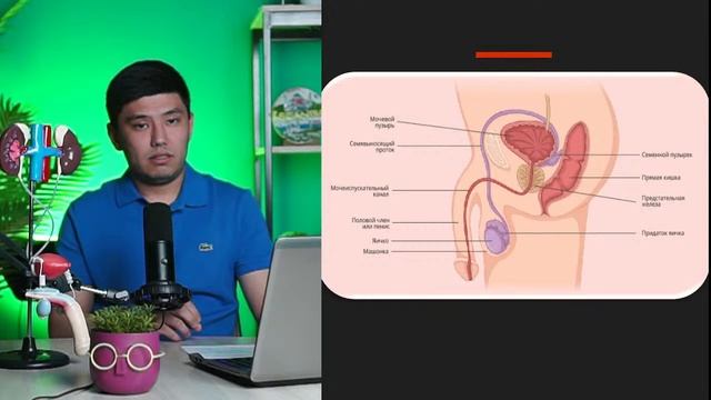 Мужская репродуктивная система смотреть онлайн